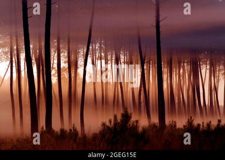 Unterholz in einem Kiefernwald des Departements Landes (Südwestfrankreich). Sonnenstrahlen zwischen den Kiefernstämmen, Morgennebel und Sonnenuntergang Stockfoto