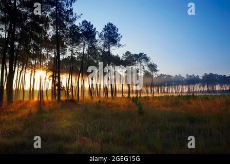 Unterholz in einem Kiefernwald des Departements Landes (Südwestfrankreich). Sonnenstrahlen zwischen den Kiefernstämmen, Morgennebel und Sonnenuntergang Stockfoto