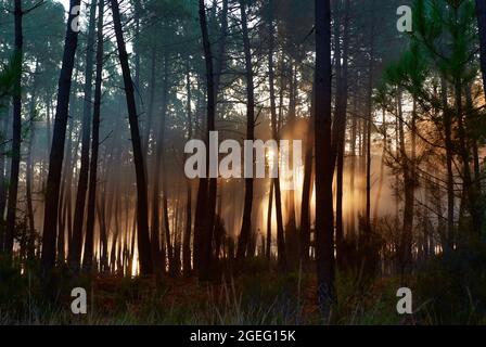 Unterholz in einem Kiefernwald des Departements Landes (Südwestfrankreich). Sonnenstrahlen zwischen den Kiefernstämmen, Morgennebel und Sonnenuntergang Stockfoto