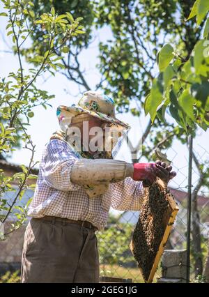 Imker in Schutzkleidung arbeiten in seinem Bienenhaus. Bienenzuchtkonzept Stockfoto