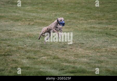 Ein Lurcher Hund läuft bei einem Rennen auf einem Grasfeld. Stockfoto