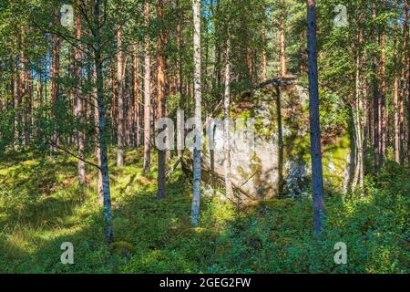 Gletscherfelsen in einem sonnigen Wald Stockfoto