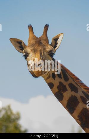 GIRAFFE IN UMBRIEN (LEO WILD PARK) Stockfoto