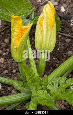 Zucchini-Pflanze mit Blumen im Garten im Frühling Stockfoto