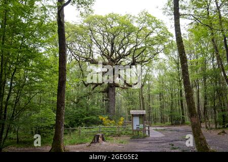 Paimpont (Bretagne, Nordwestfrankreich): Eiche „che des Hindres“ im Wald von Broceliande, mehrere hundert Jahre alte bemerkenswerte Eiche fr Stockfoto