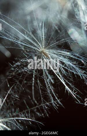 Makro von Thistle-Samen. Stockfoto