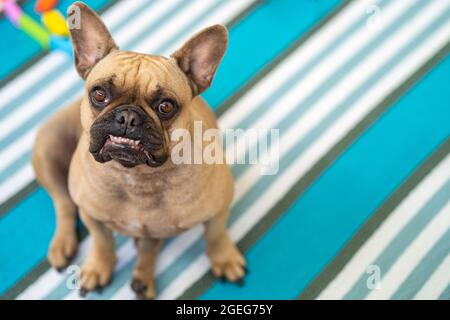 Nahaufnahme einer niedlichen französischen Bulldogge, die auf einem verzierten, gesäumten Land aufschaut Stockfoto