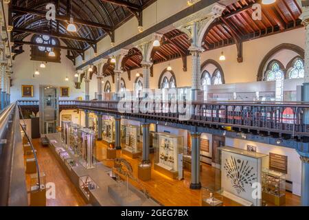 Innenraum des Huntarian Museum an der Universität Glasgow Stockfoto