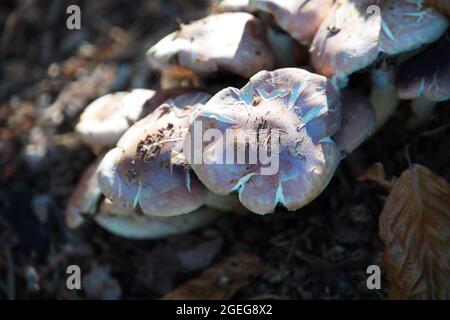 Nahaufnahme eines Pilzbeines im Wald Stockfoto
