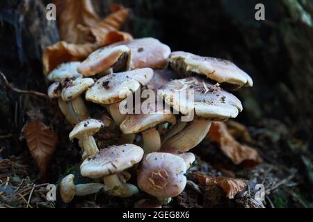 Nahaufnahme eines Pilzbeines im Wald Stockfoto