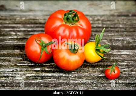 Gruppe von fünf verschiedenen Sorten von leckeren reifen frischen Tomaten auf einer Holzoberfläche Stockfoto