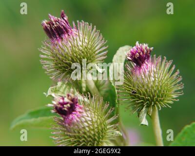 Nahaufnahme der rosa und violetten Blüten einer kleineren Klettenpflanze. Stockfoto