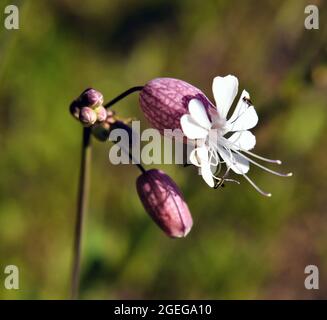 Nahaufnahme einer wilden weißen Blase campion Blume, die auf einer Wiese wächst Stockfoto