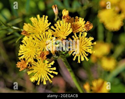 Nahaufnahme der gelben Blüten einer auf einem Feld wachsenden Falkenpflanze. Stockfoto