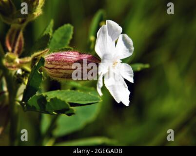 Nahaufnahme einer wilden weißen campion-Blume, die auf einer Wiese wächst Stockfoto