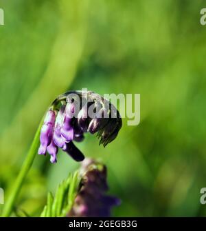 Nahaufnahme der violetten Blüten einer Kuh-Ätzpflanze, die auf einer Wiese mit einem verschwommenen grünen Hintergrund wächst Stockfoto