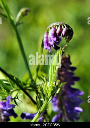 Nahaufnahme der violetten Blüten einer Kuh-Ätzpflanze, die auf einer Wiese mit einem verschwommenen grünen Hintergrund wächst Stockfoto