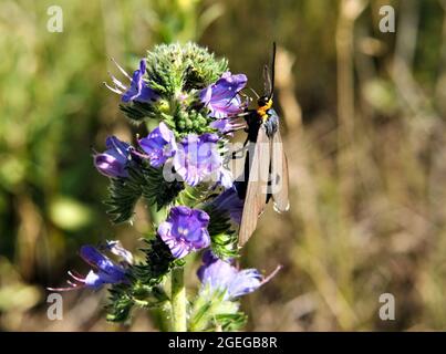 Nahaufnahme eines Virgina Ctenucha-Tigrantes, der Nektar aus den violetten Blüten auf einer Viper-Büglanz-Pflanze sammelt, die auf einer Wiese wächst. Stockfoto