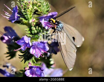 Nahaufnahme eines Virgina Ctenucha-Tigrantes, der Nektar aus den violetten Blüten auf einer Viper-Büglanz-Pflanze sammelt, die auf einer Wiese wächst. Stockfoto