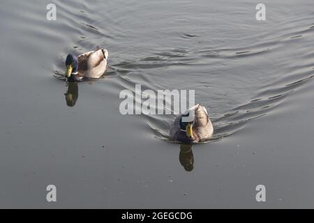 Zwei männliche Stockenten schwimmen auf einem Fluss Stockfoto