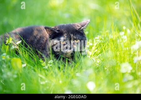 Kleine Schildkrötenkätzchen liegt im Sommergarten auf dem Gras Stockfoto