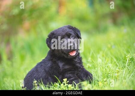 Kleiner schwarzer labrador Retriever-Welpe, der auf dem Gras sitzt Stockfoto