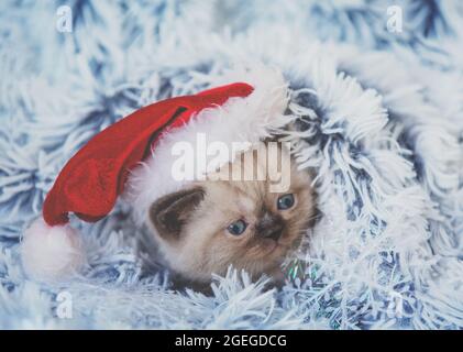 Kätzchen in einem Weihnachtsmütze blickt unter einer blauen, weichen Decke heraus Stockfoto