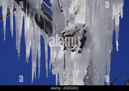 Nahaufnahme von gefrorenen Eiszapfen, die an einem winterblauen Tag am Baum hängen Stockfoto