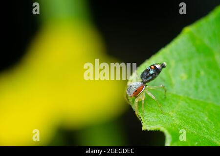 Bunte Chrysilla-Spinne, die als springende Spinne auf dem Pflanzenblatt bekannt ist. Selektiver Fokus verwendet. Stockfoto