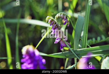 Nahaufnahme der violetten Blüten einer Kuh-Ätzpflanze, die auf einer Wiese mit einem verschwommenen grünen Hintergrund wächst Stockfoto