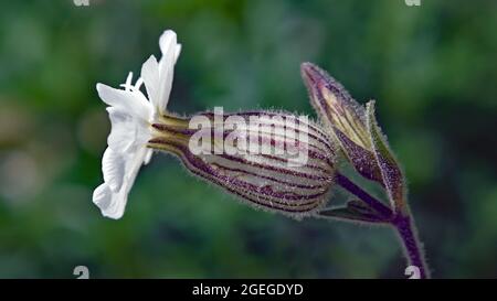 Nahaufnahme einer wilden weißen campion-Blume, die auf einer Wiese wächst Stockfoto