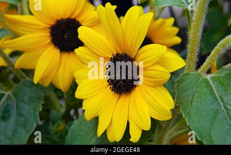 Nahaufnahme der gelben Blüten einer in einem Garten wild wachsenden Sonnenblumenpflanze. Stockfoto