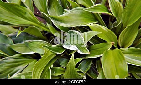 Nahaufnahme der grünen und weißen Blätter einer Hostapflanze, die in einem Garten wächst Stockfoto