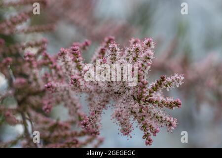 Blüht von Tamarix grüne Pflanze mit rosa Blüten Stockfoto