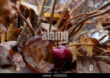 Roter Apfel im Laub. Reifer großer Herbstapfel ist vom Baum gefallen und liegt in nassen alten Blättern im Obstgarten Stockfoto