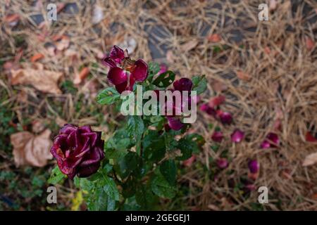 Verblasste burgunderrote Rosen im Garten. Getrocknete Rosenbuschblüten auf dem Hintergrund von Kiefernnadeln und Garten an einem kühlen, regnerischen Morgen, selektiver Fokus Stockfoto
