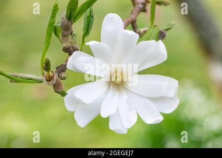 Weiße Magnolien blühen im Frühling in einem Garten Stockfoto