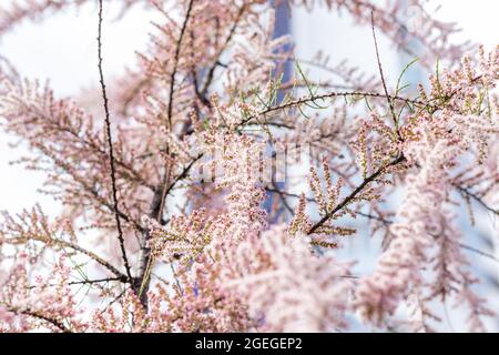 Weiche Blüte von Tamarisk oder Salzzeder mit rosa Blüten Stockfoto