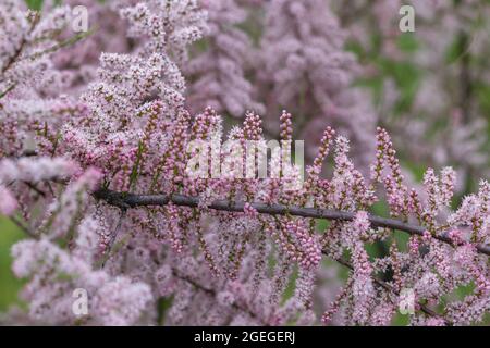 Weiche Blüte der Tamarix- oder Tamarisk-Pflanze mit rosa Blüten Stockfoto