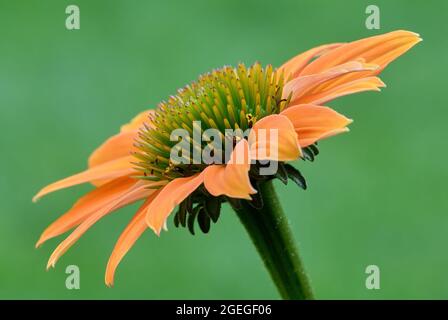 Blossom Echinacea purpurea, orangefarbener Skipper, Nahaufnahme. Detail der Blütenblätter und der Mitte. Seitenansicht. Aufgenommen mit einem 105 mm f2,8 Makroobjektiv. Stockfoto