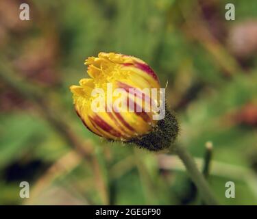 Nahaufnahme einer gelben mit rosa gestreiften Wildblume, die auf einer Wiese mit verschwommenem Gras im Hintergrund wächst Stockfoto