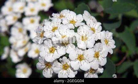 Nahaufnahme der weißen Blumen auf einem van houtte spiraea Strauch, der in einem Garten wächst. Stockfoto