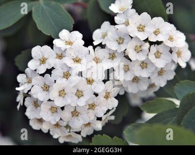 Nahaufnahme der weißen Blumen auf einem van houtte spiraea Strauch, der in einem Garten wächst. Stockfoto