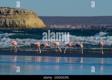 Flamingos strömen in der Cosat-Linie, Peninsula Valdes, Provinz Chubut, UNESCO-Weltkulturerbe, Patagonien Argentinien. Stockfoto