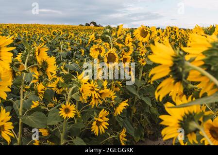 Sonnenblumenfeld so weit das Auge reicht Stockfoto