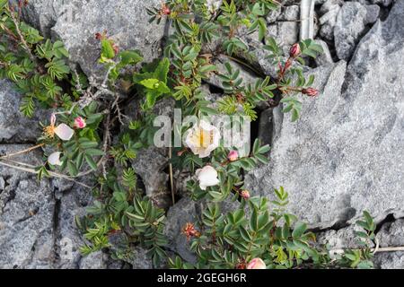 Der Burren-Nationalpark enthält Beispiele aller wichtigen Lebensräume und Landformen, die in den Burren-Kalkfelden zu finden sind Stockfoto