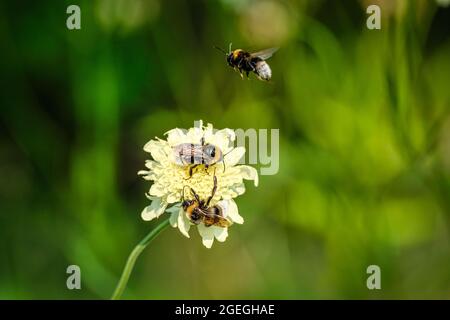 Bienen mit weißer Blume vor grünem Hintergrund Stockfoto