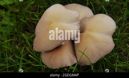 Clos-up von einem Haufen von Pilzen, die wild im Gras auf einem Rasen wachsen. Stockfoto