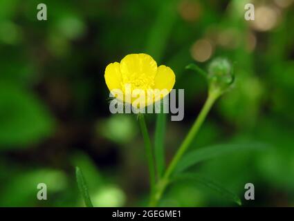 Nahaufnahme der gelben Blume auf einem Weidefalterfuß mit verschwommener Vegetation im Hintergrund. Stockfoto