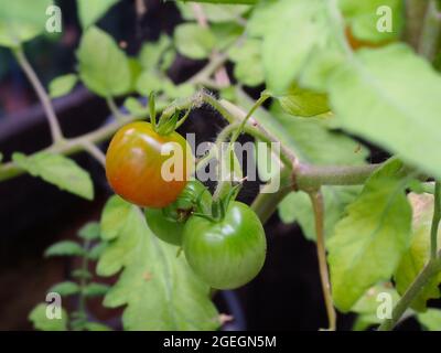 Nahaufnahme von einigen Tomaten, die zwei grüne und eine rote reifen Stockfoto